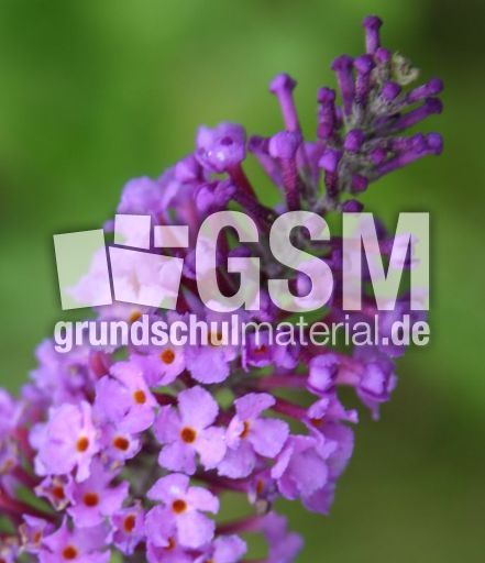 Sommerflieder-lila.jpg